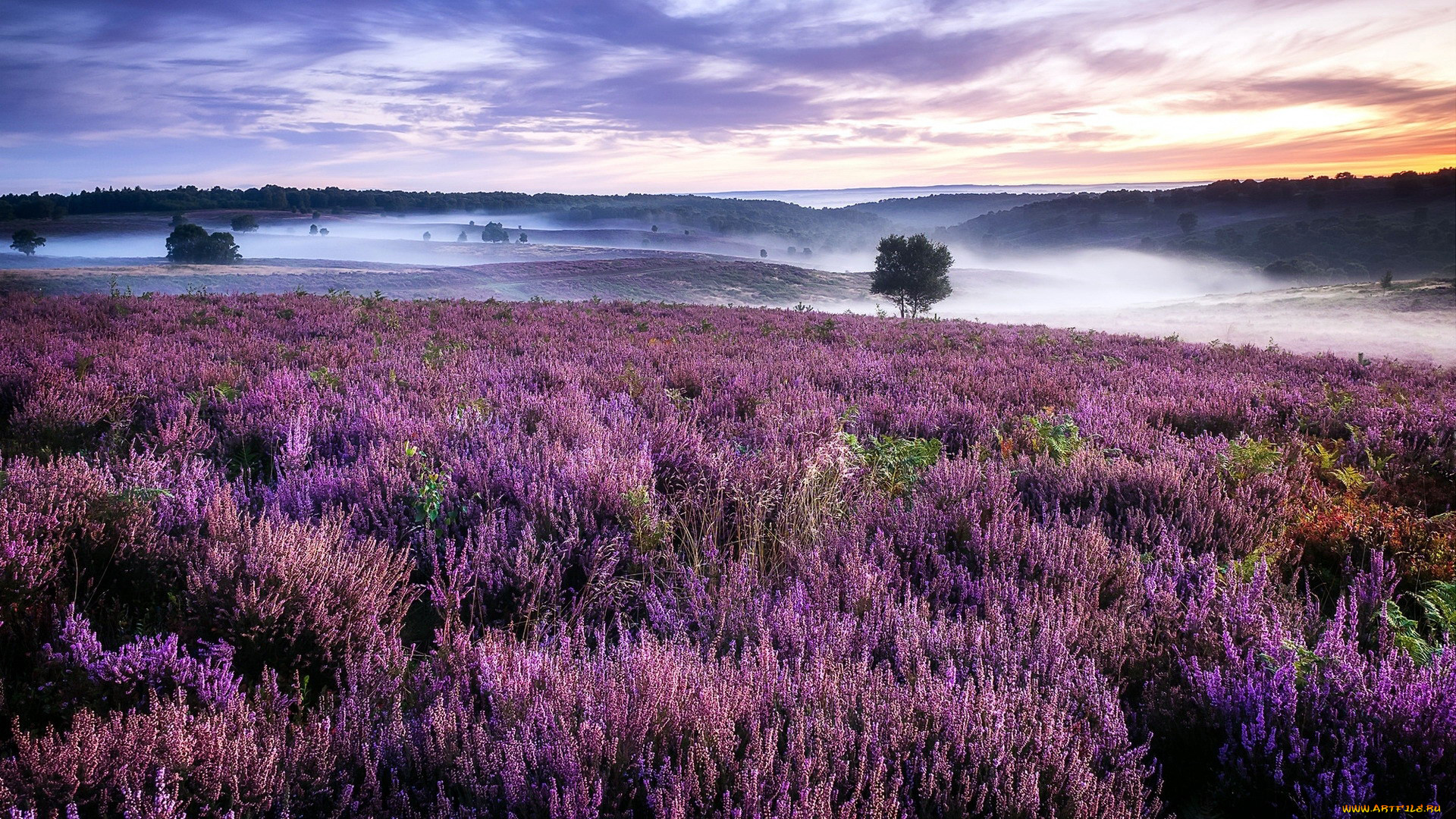 cannock chase, , , , cannock, chase